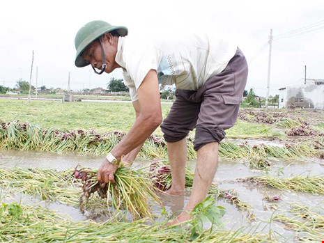 Hoa màu tan tác, nông dân mất tết sau lũ
